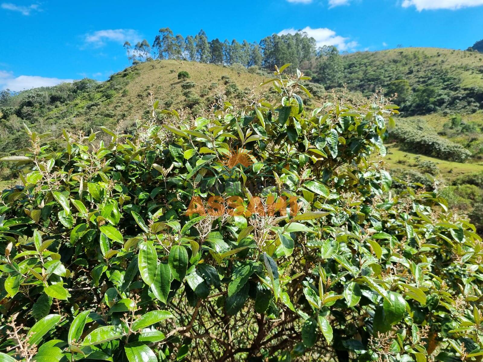 Terreno, 266 hectares - Foto 3